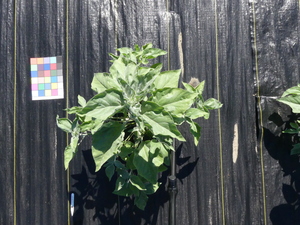 planttop