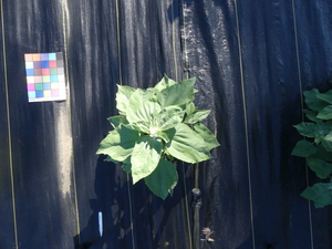 planttop