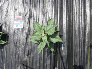 planttop