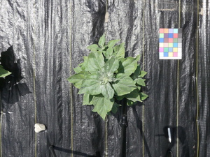 planttop