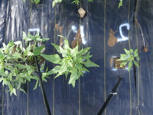 planttop