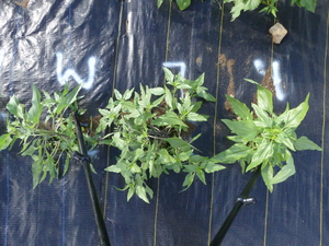 planttop
