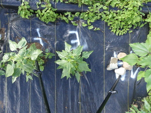 planttop