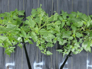 planttop