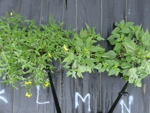 planttop