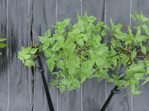 planttop
