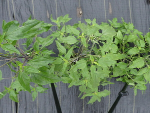 planttop