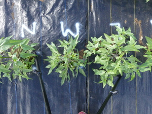 planttop