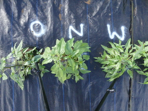 planttop
