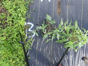 planttop