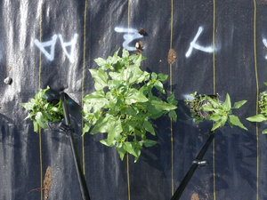 planttop