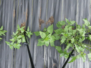 planttop