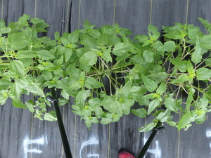 planttop