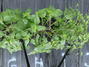 planttop