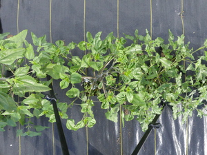 planttop