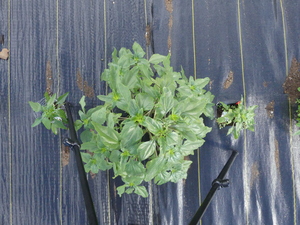 planttop