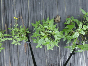 planttop