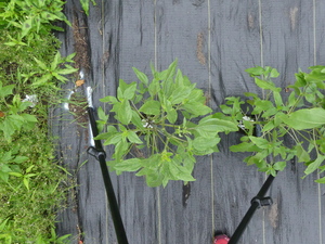 planttop