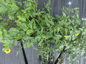 planttop