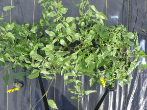 planttop