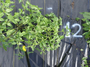 planttop