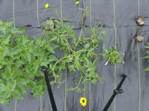 planttop