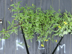 planttop