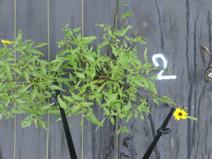 planttop