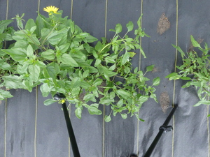 planttop