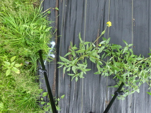 planttop