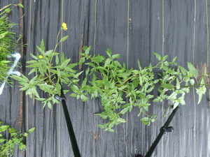 planttop