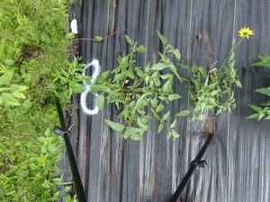planttop
