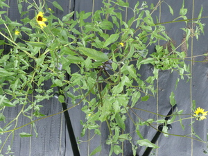 planttop
