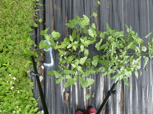 planttop
