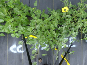 planttop