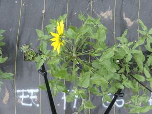 planttop