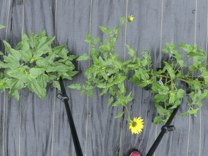 planttop