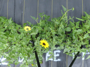 planttop