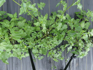 planttop