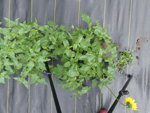 planttop