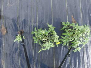 planttop
