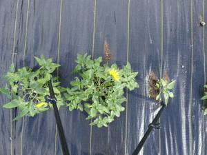 planttop
