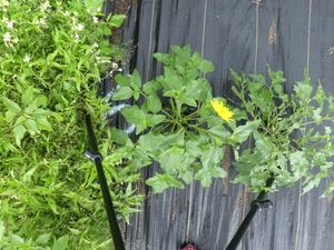 planttop