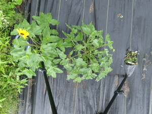planttop