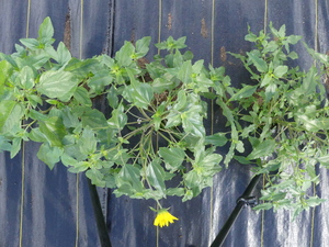 planttop