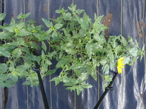 planttop