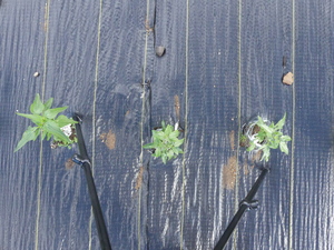 planttop
