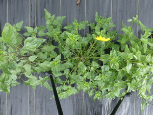 planttop