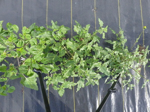 planttop