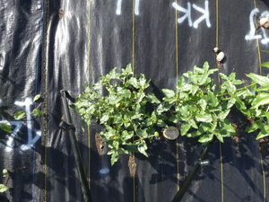planttop